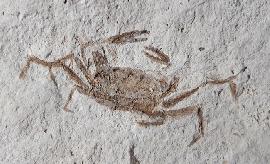 Pinnixa galliheri (RATHBUN 1932) - Bild © FossNet FossilienStore